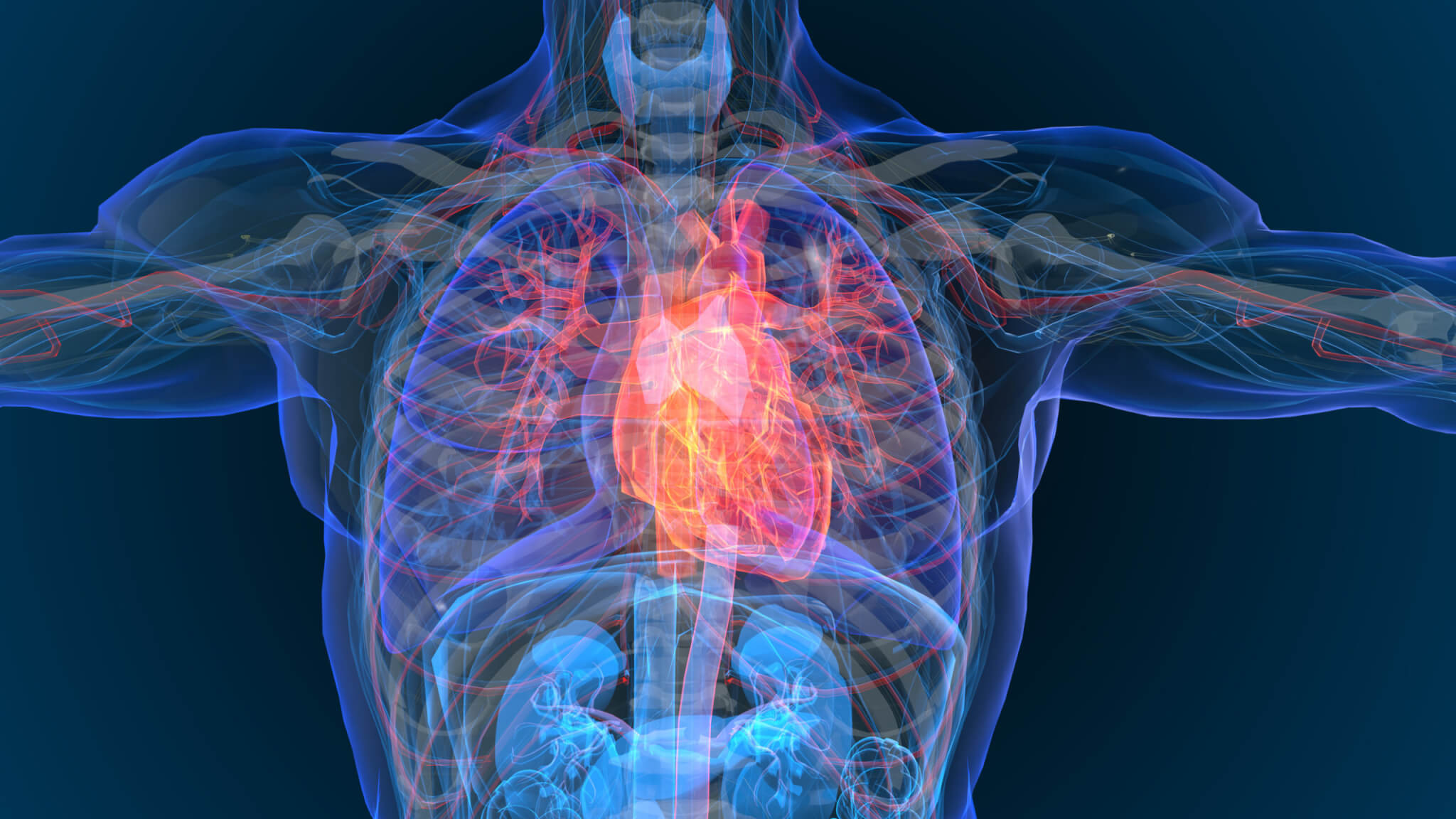 Illustration of heart inside human body