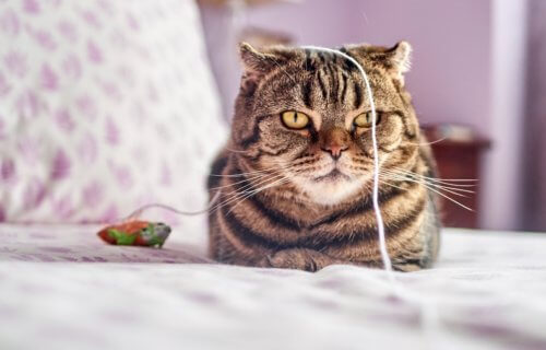 Cat playing with fishing toy