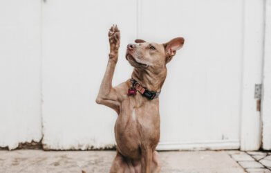 Dog raising its paw in the air