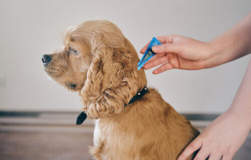 Dog receiving a flea treatment