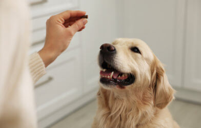 Dog receiving a pill or treat from its owner