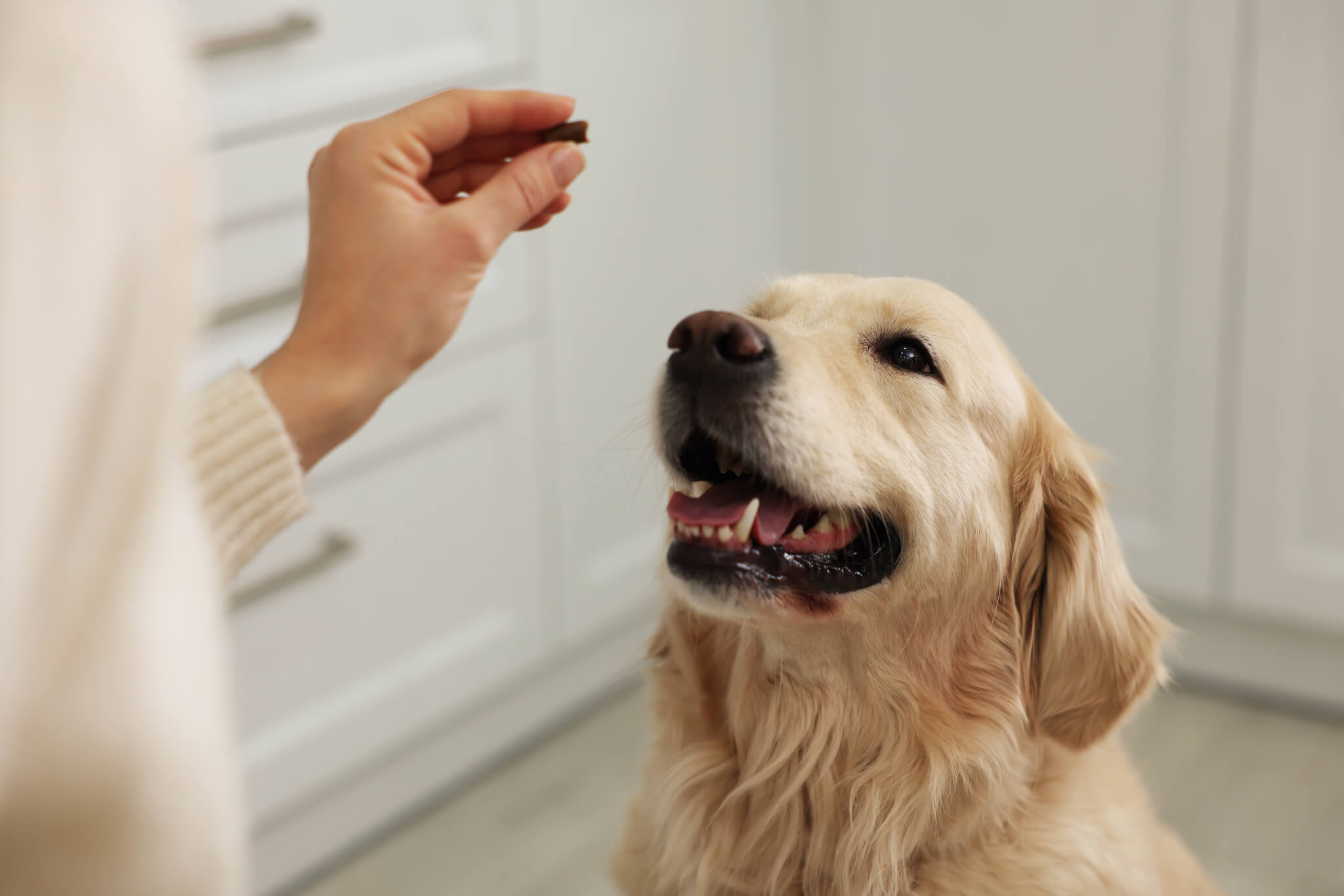 Best Dog Probiotics: Top 5 Canine Gut Health Supplements Most Recommended By Experts