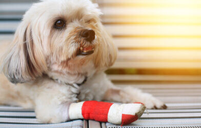 Injured dog with cast on its broken leg