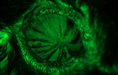 When eyes are dry, the cornea is more susceptible to injury. By tracking the movements of stem cells (in fluorescent green) in a mouse eye, researchers were able to trace the cells as they differentiated into corneal cells and migrated to the center of the cornea, providing clues about how the cells work to help corneal injuries heal.