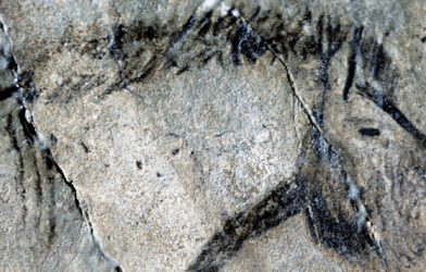 Cave painting of a horse