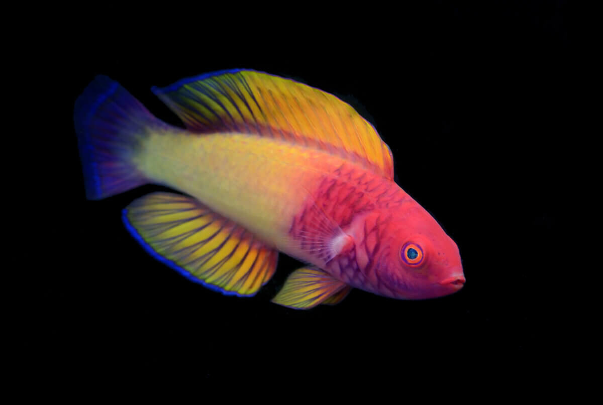 Rose-veiled Fairy Wrasse is one of the new fish species discovered in 2022.
