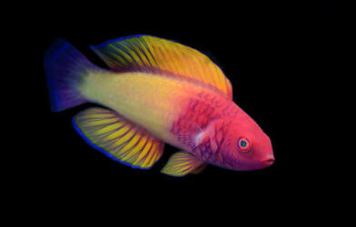 Rose-veiled Fairy Wrasse is one of the new fish species discovered in 2022.