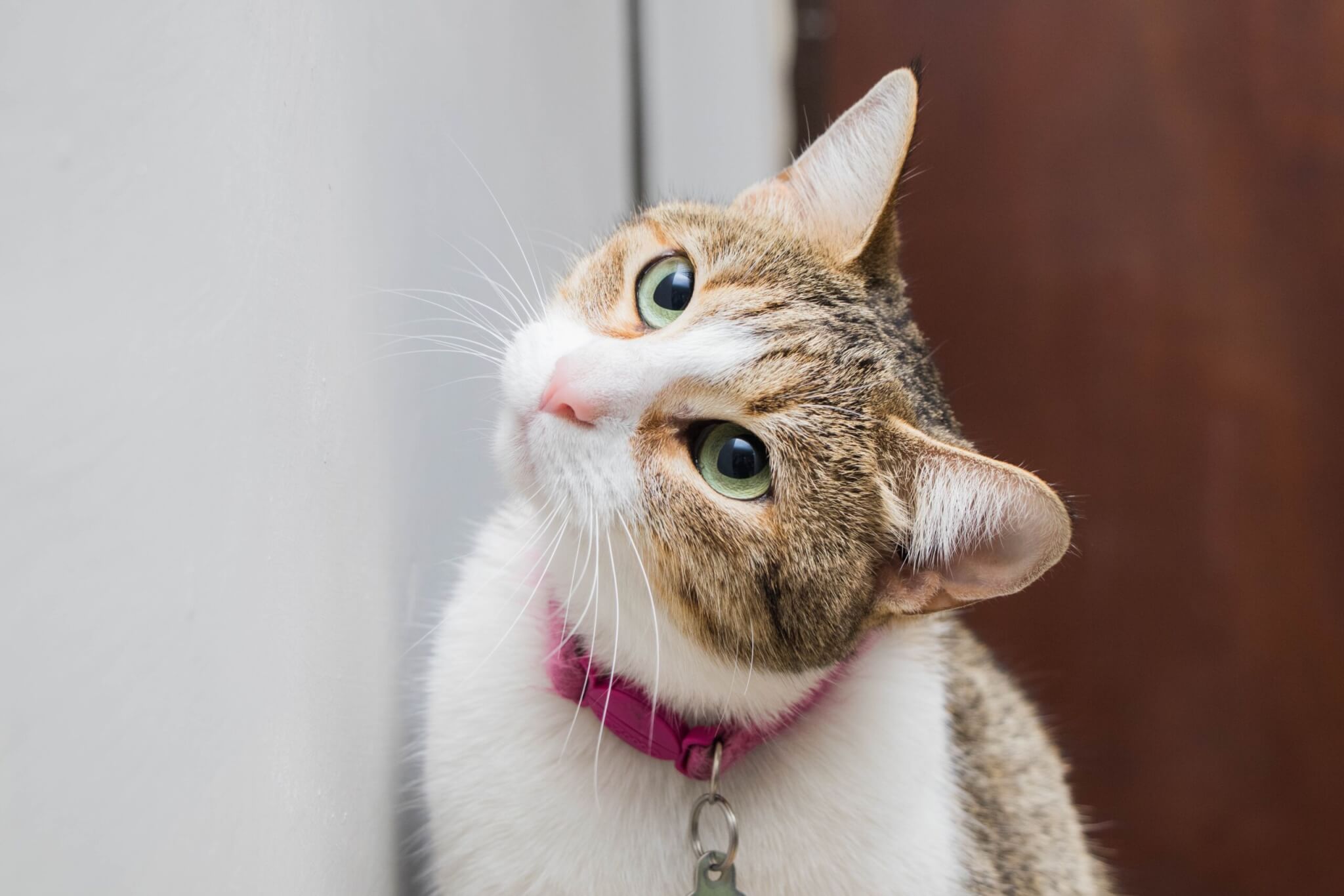 Cat wearing a collar