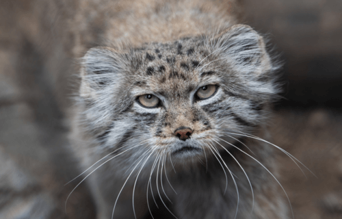 Spotted face of Pallas's Cat