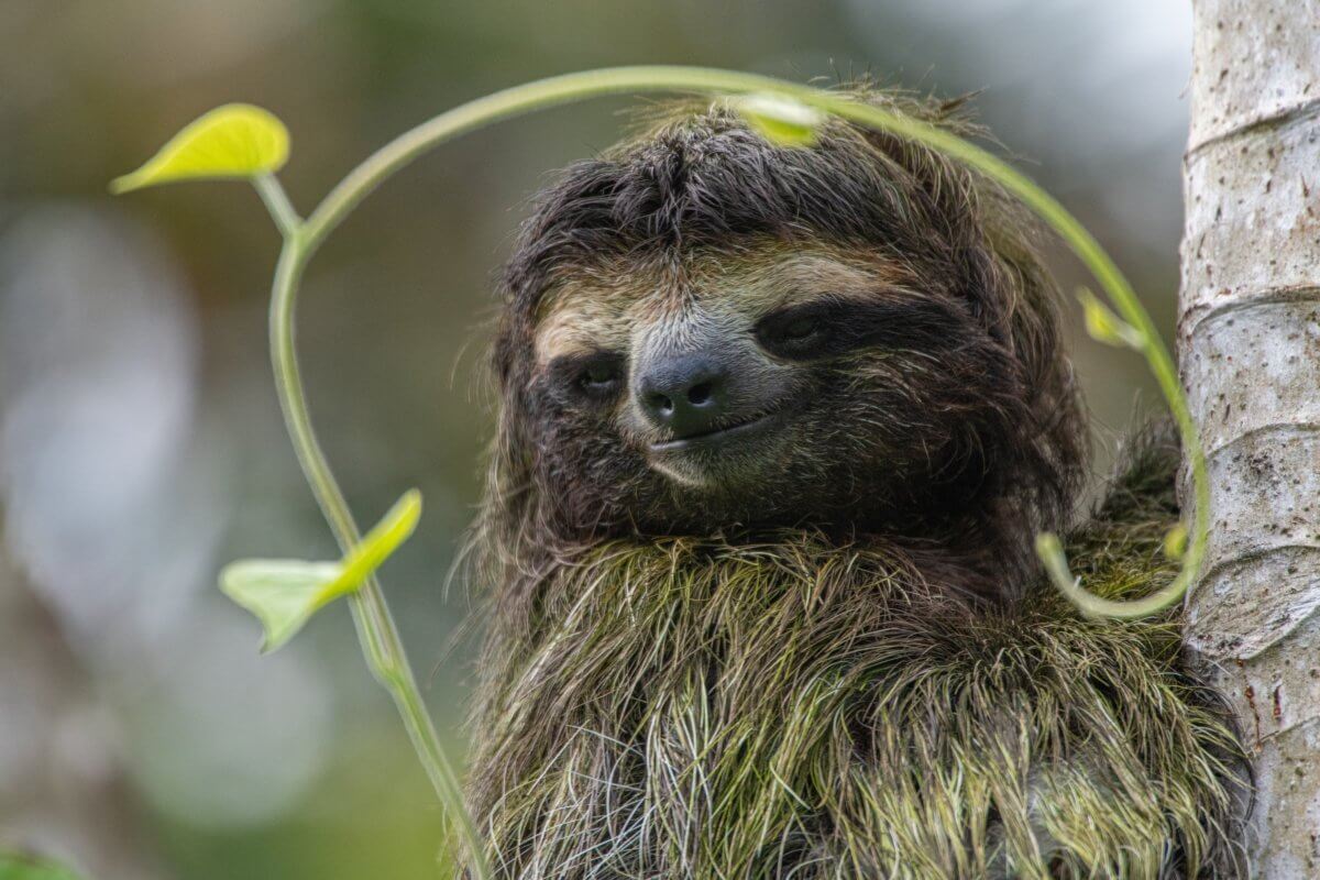 Cute sloth smiling while upright in a tree