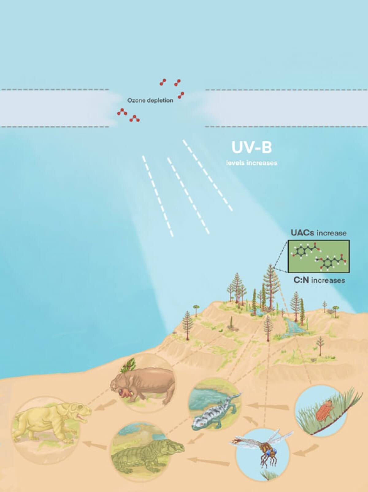 Diagram showing how UV radiation in sunlight affects Earth