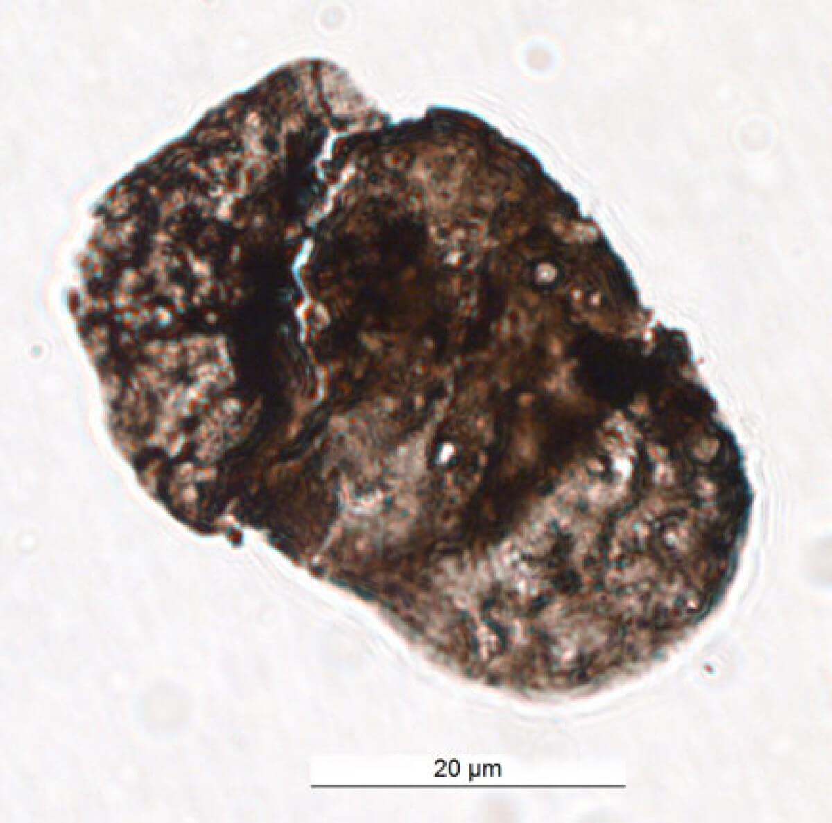 Microscopic image of an ancient pollen grain