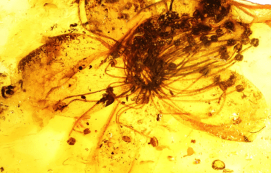 Closeup of a flower trapped in amber.