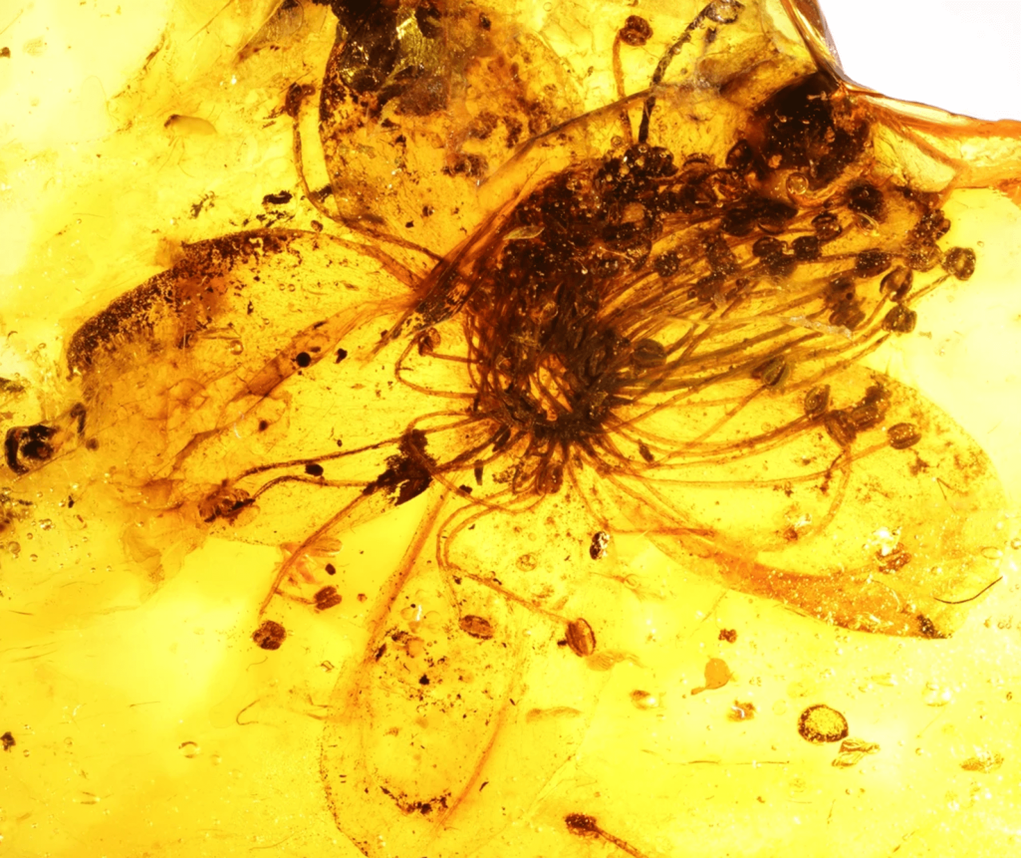 Largest fossilized flower preserved in amber could be nearly 40 million years-old!
