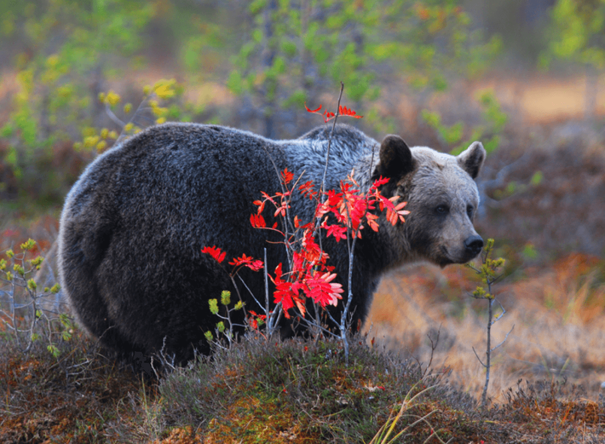 A bear walking in the forest