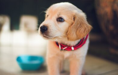 a yellow lab puppy with a red collar