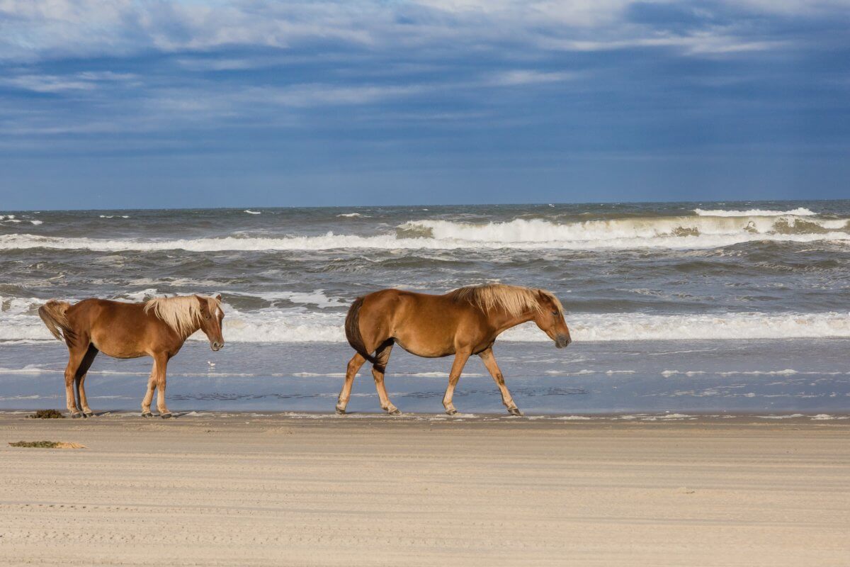 Wild horses on the beach