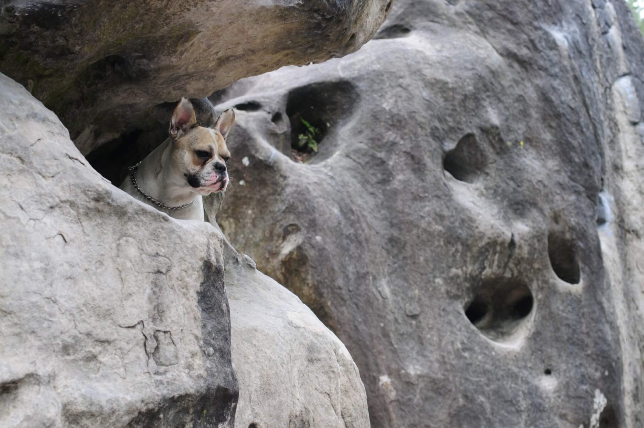 French Bulldog on a rock