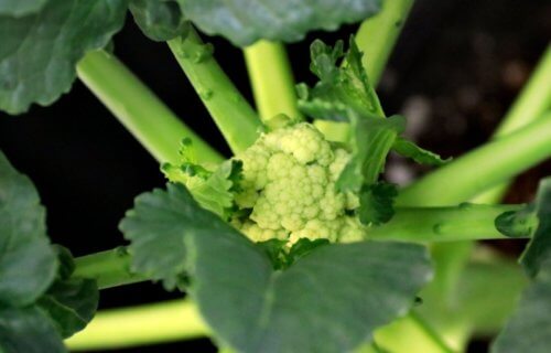 Closeup image of a head of broccoli growing in warm weather.