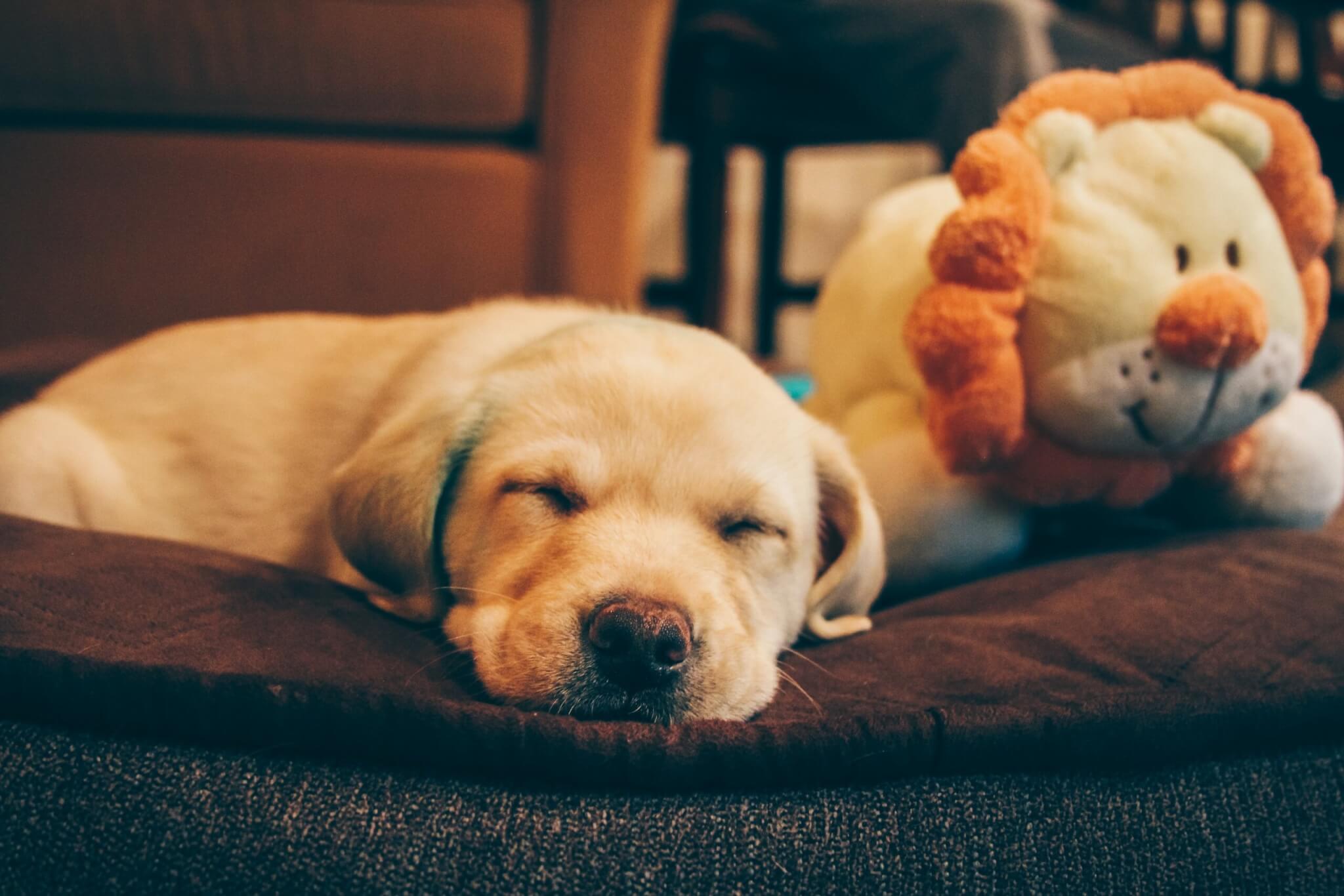 a sleeping yellow lab puppy