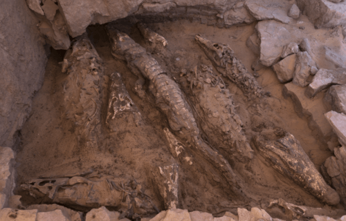 A collection of fossilized crocodiles at a dig site