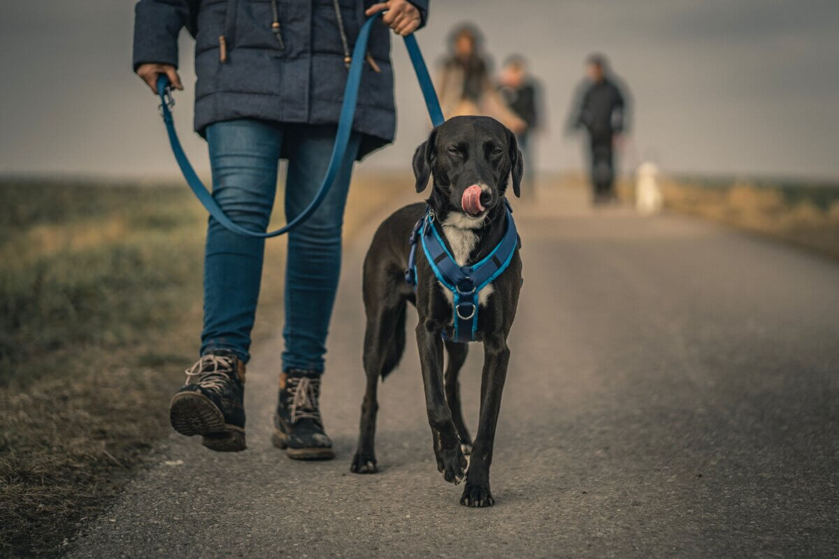 someone walking a black dog