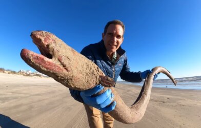 Man holds a giant eel on a beach