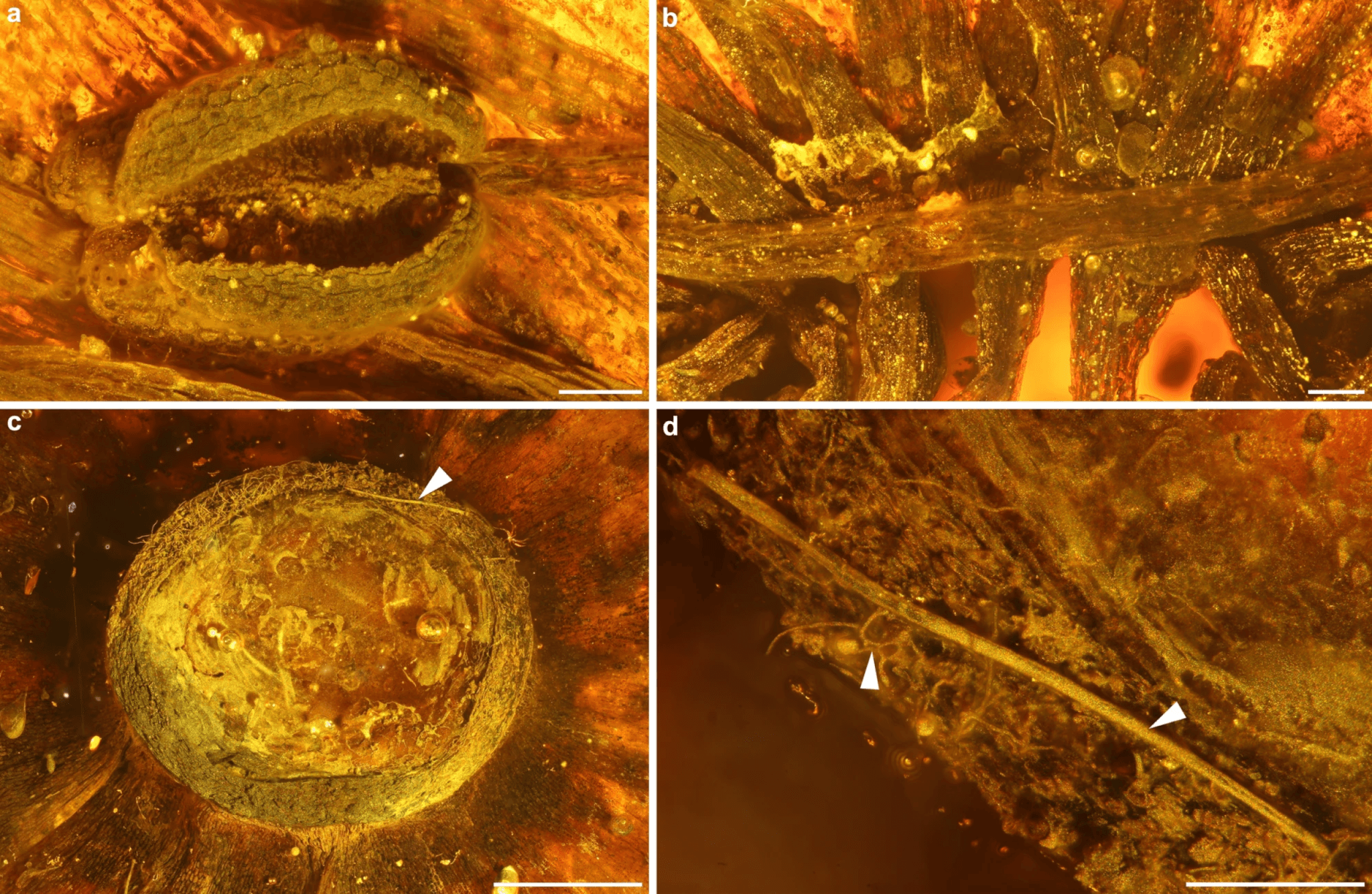 The largest flower ever found trapped in amber from millions of years ago.
