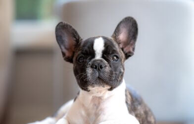 a French Bulldog puppy closeup