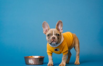 A French bulldog in a sweatshirt with a food bowl