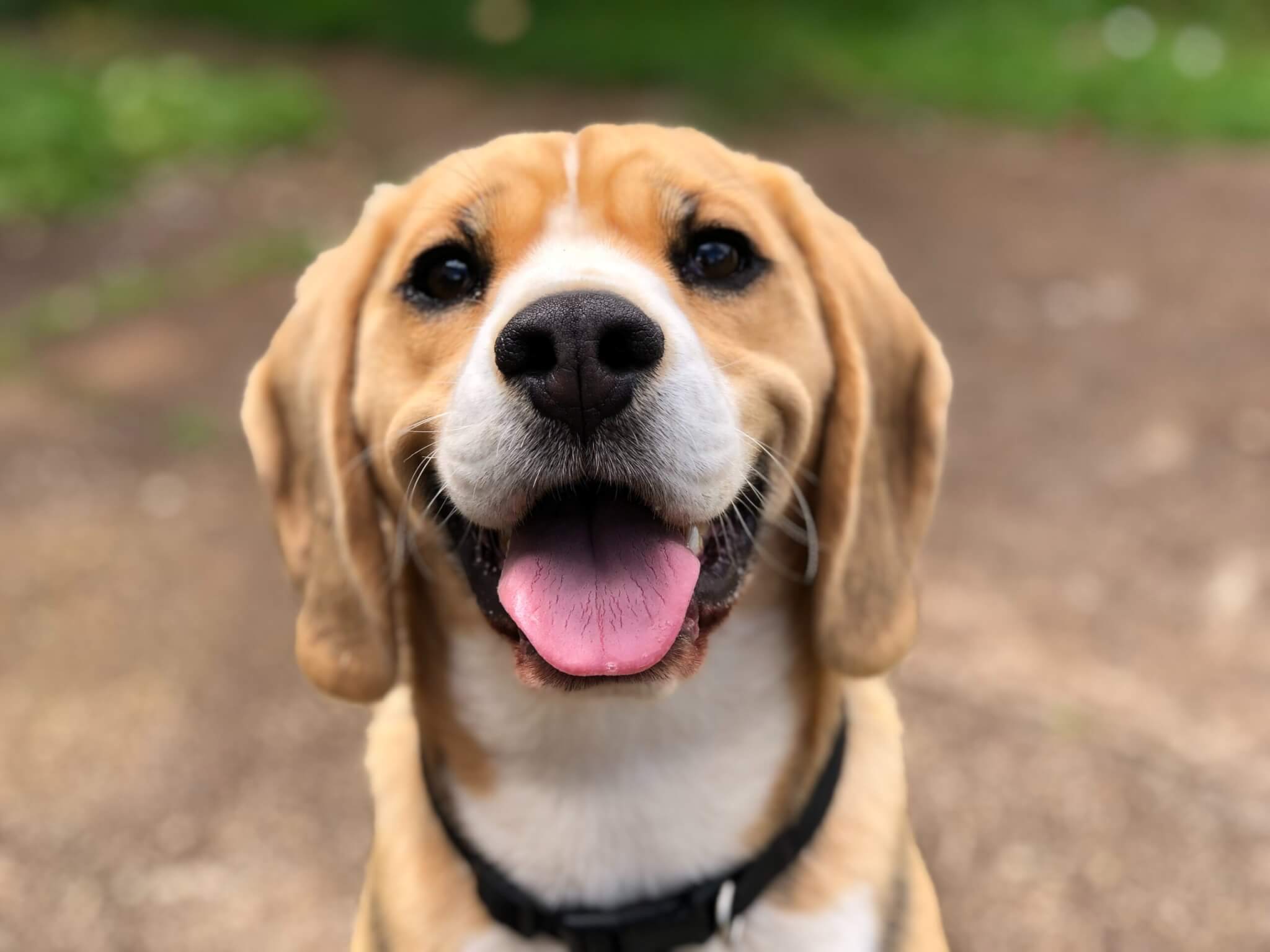 A happy Beagle outside