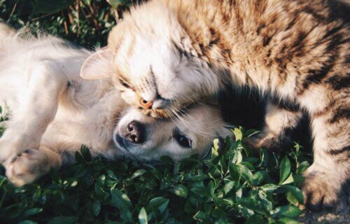 a dog and cat cuddling in the grass
