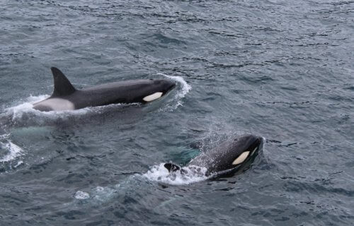 A pair of killer whales swimming in the ocean