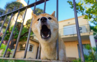 Dog barking with head in between fence