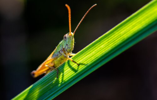 A grasshopper sitting on a plant