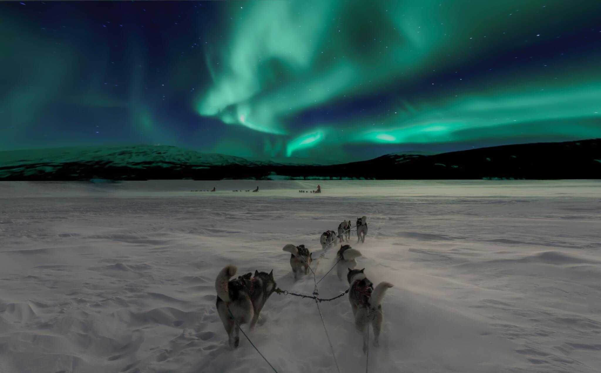 Dog sled with Northern Lights in the background