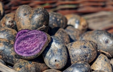 Pile of vitelotte, a purple potato