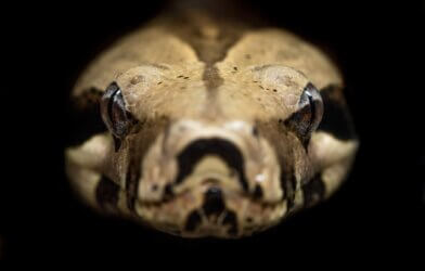 Brown and beige python head close up