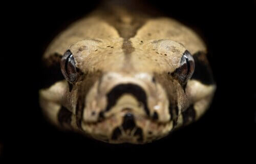 Brown and beige python head close up