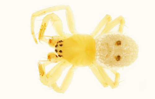 Abba transversa spider named after the musical group