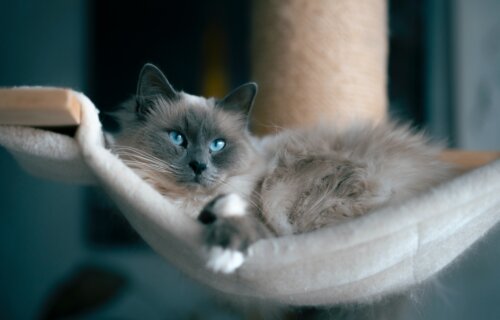 Cat lying in a hammock