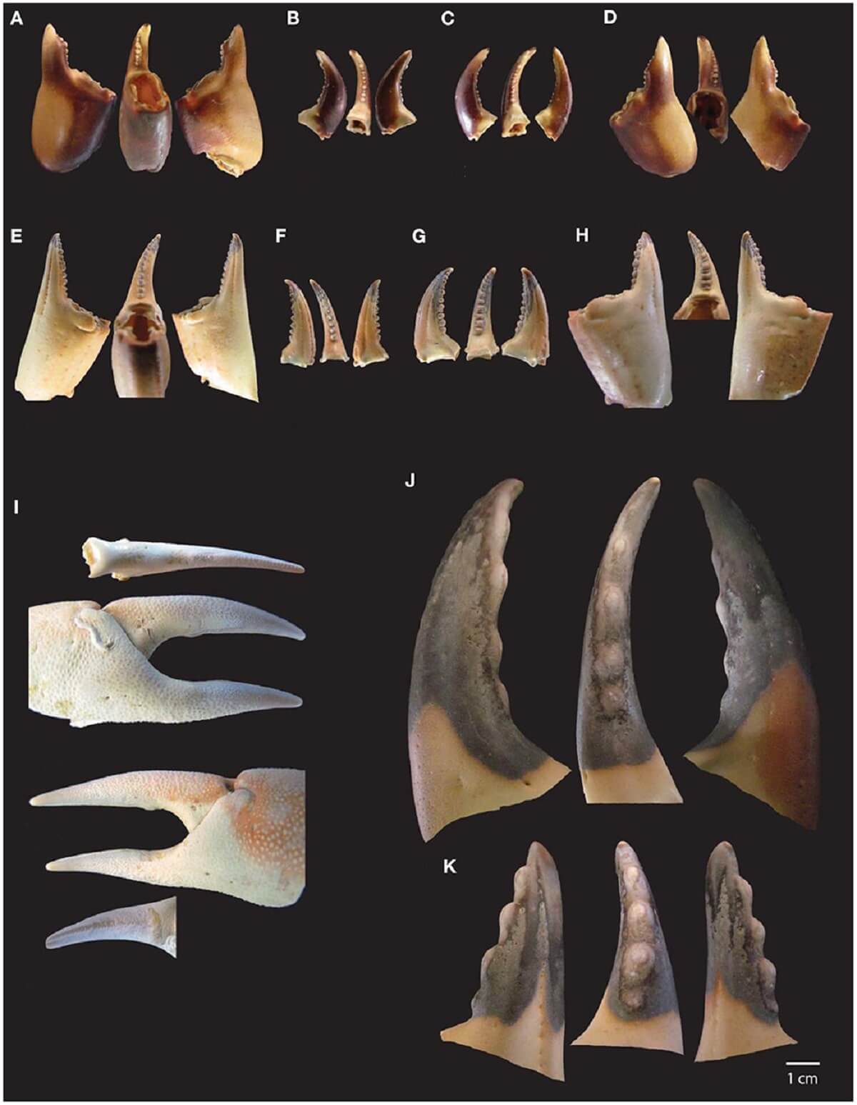 igure 2. Distinctions between crab species based on claw morphology. In some species, left and right claws show some differences, but in other species they are similar. (A–D) Pachygrapsus marmoratus left propodus (A), left dactylopodus (B), right dactylopodus (C) and right propodus (D). (E–H) Carcinus maenas left propodus (E), left dactylopodus (F), right dactylopodus (G) and right propodus (H). (I) Maja squinado right claw right dactylopodus, right claw on anterior side, right claw on dorsal side and right propodus. (J, K) Cancer pagurus right dactylopodus (J) and right propodus (K).