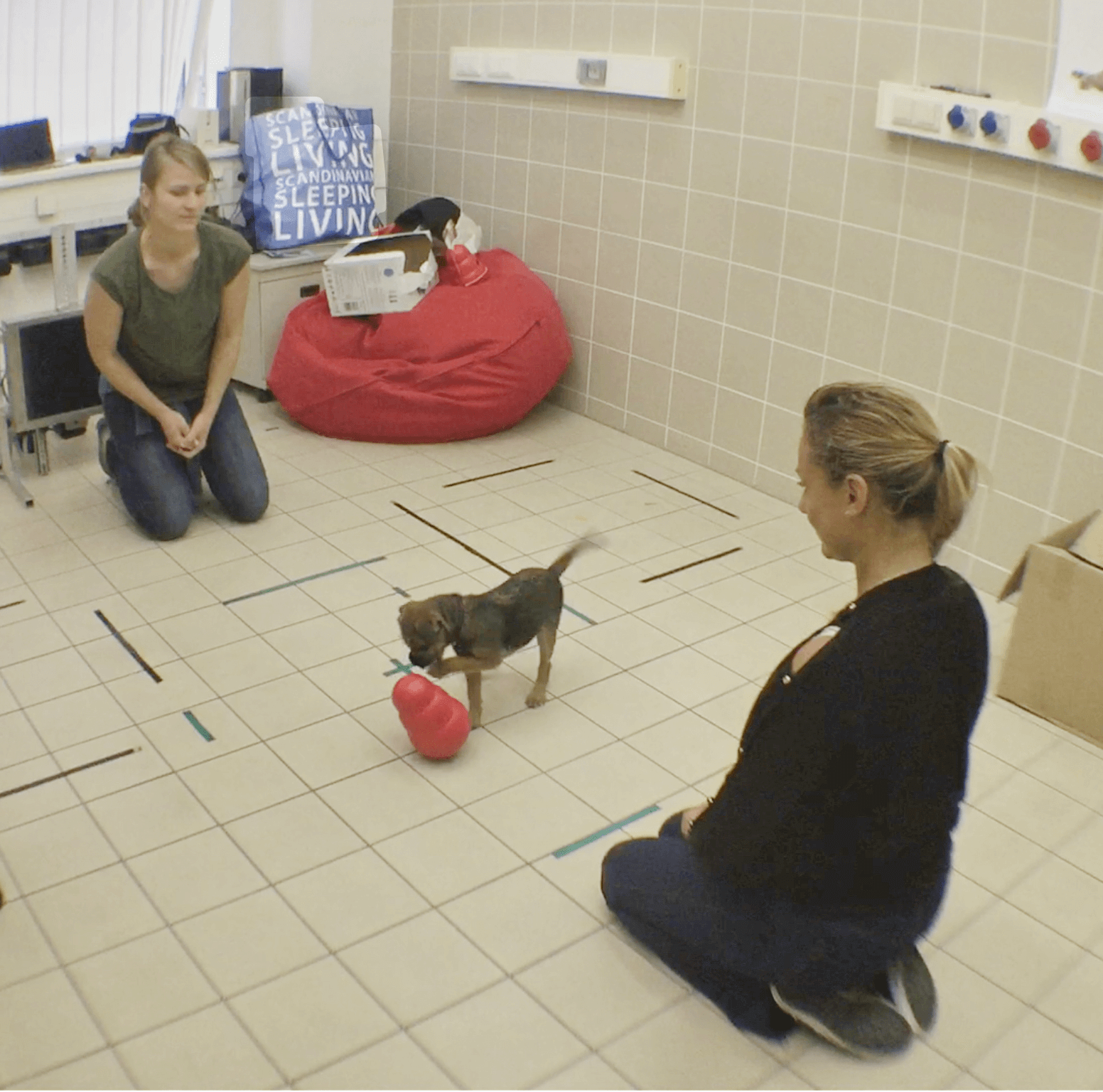A dog plays with a round toy