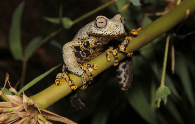 Image of new frog species Hyloscirtus tolkieni sitting on a tree branch