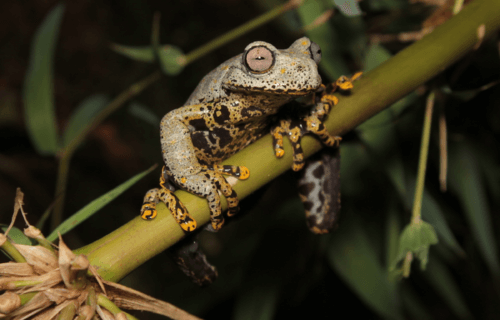 Image of new frog species Hyloscirtus tolkieni sitting on a tree branch