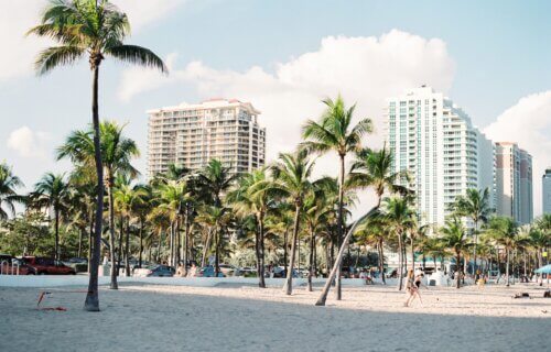 Miami, Florida buildings hidden behind palm trees.