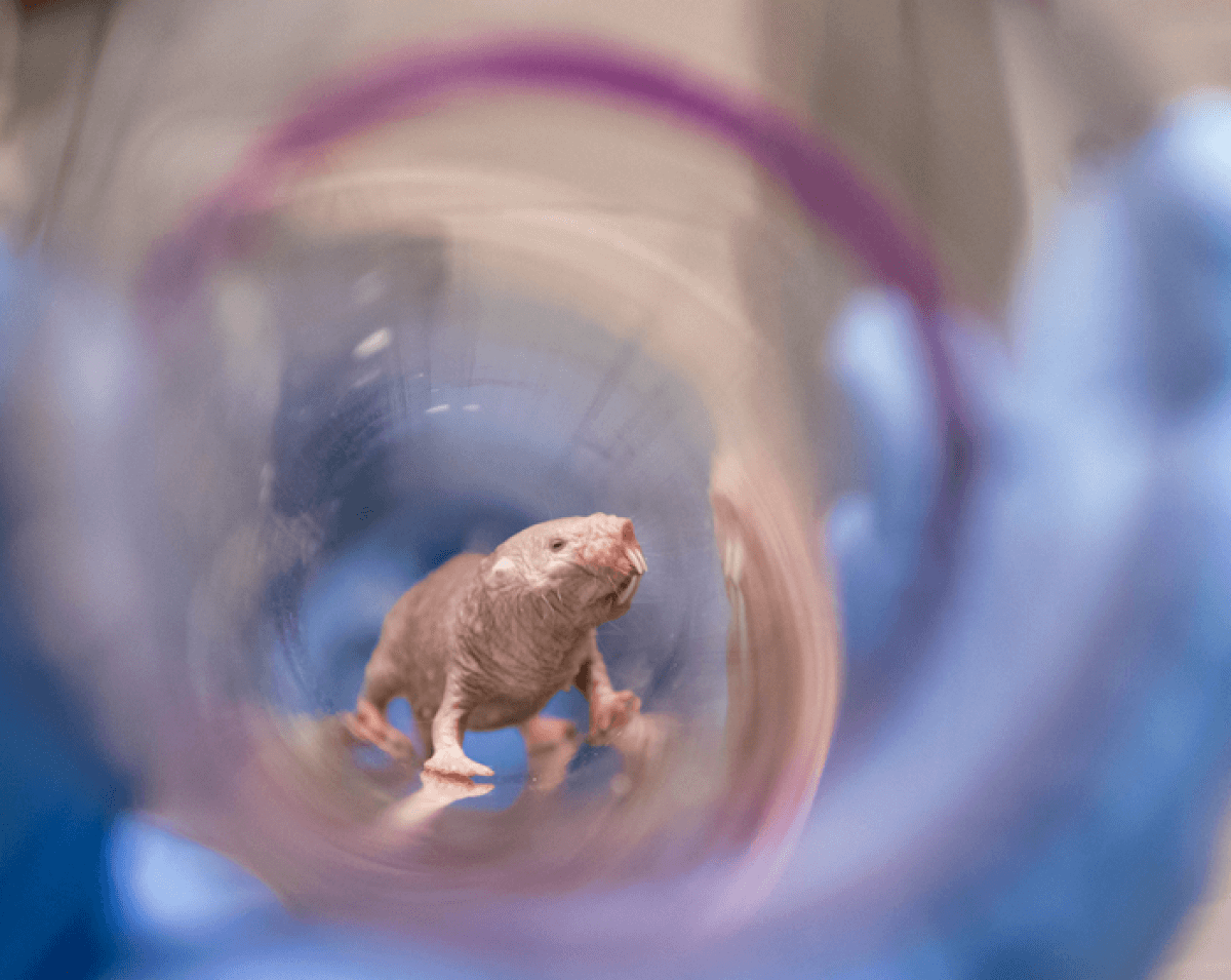 Female Naked Mole Rat in a lab