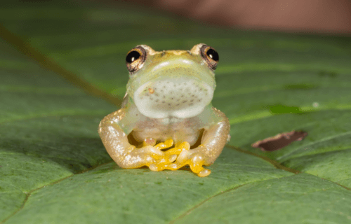 An international team of researchers discovered a new species of spiny-throated reed frog while conducting an amphibian survey in Tanzania's Ukaguru Mountains.