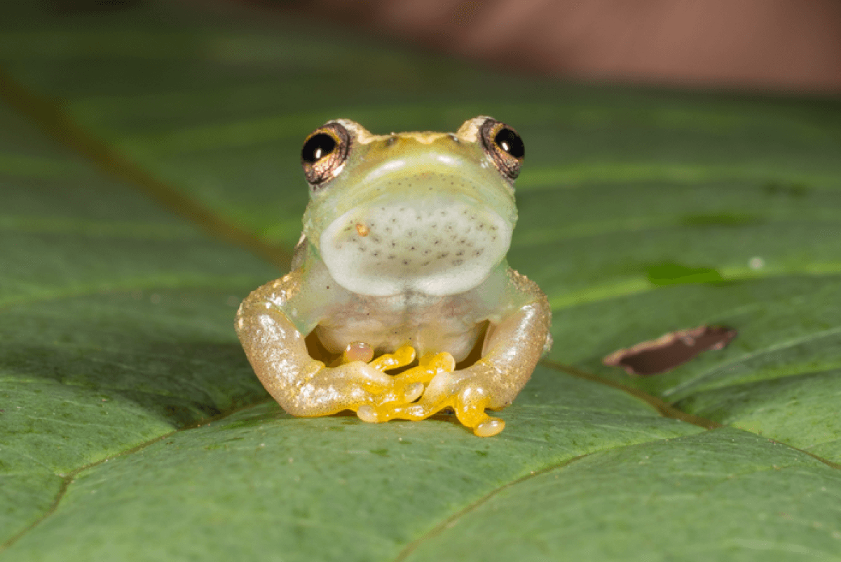 Spiny-throated reed frog sitting on a leaf