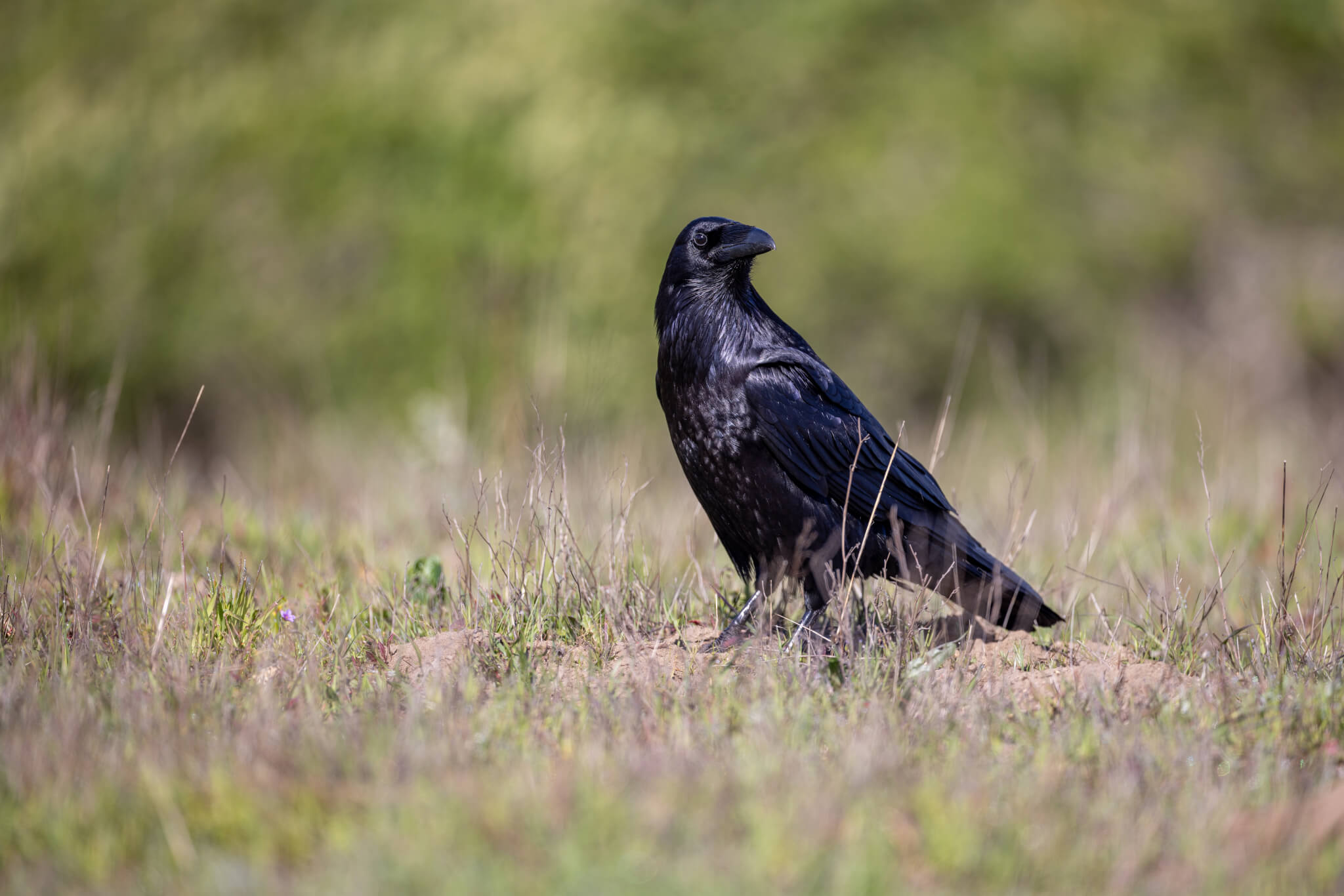 Raven in the wild